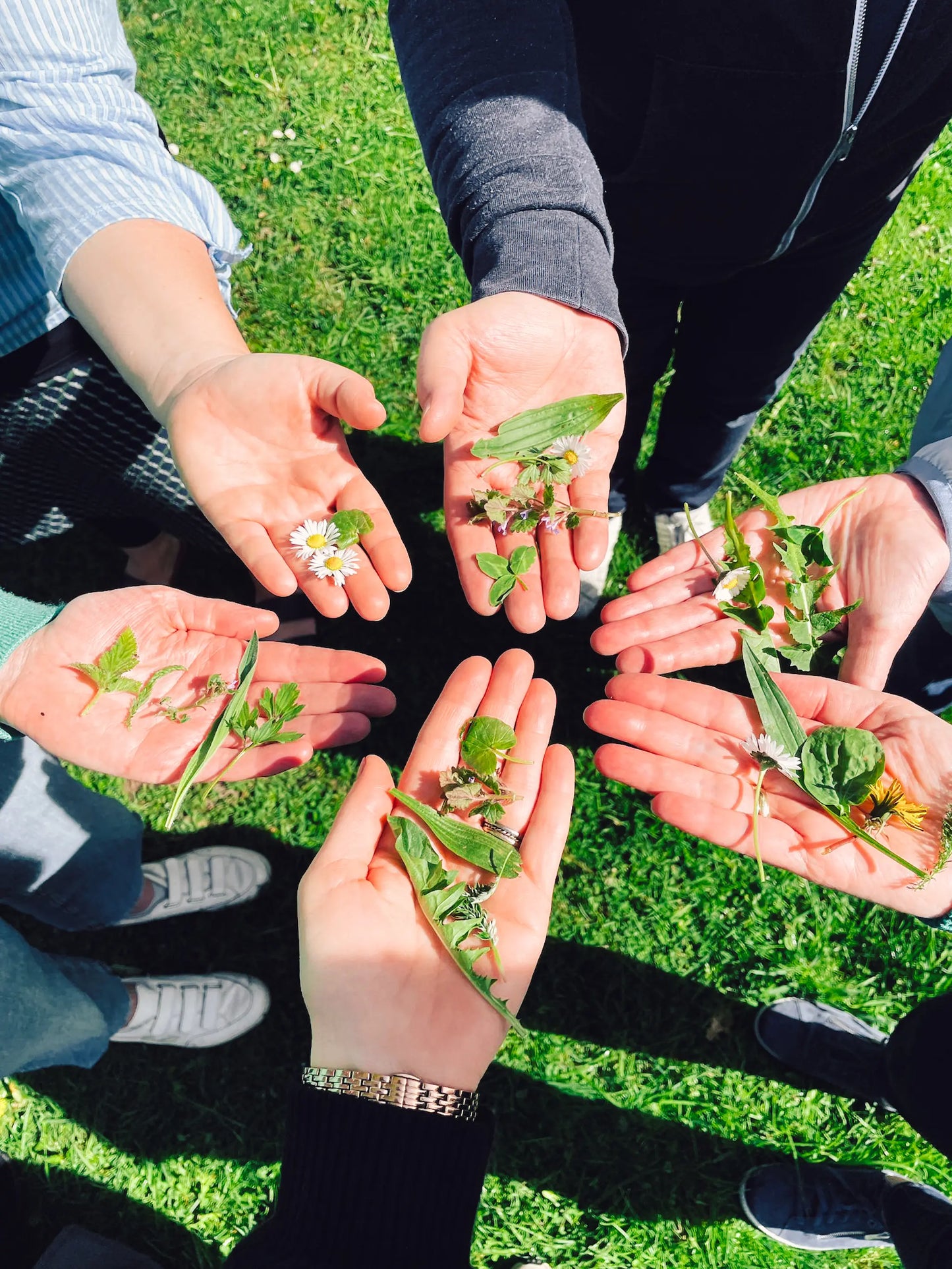 Kräuterhandwerker/in-Ausbildung an 7 Samstagen