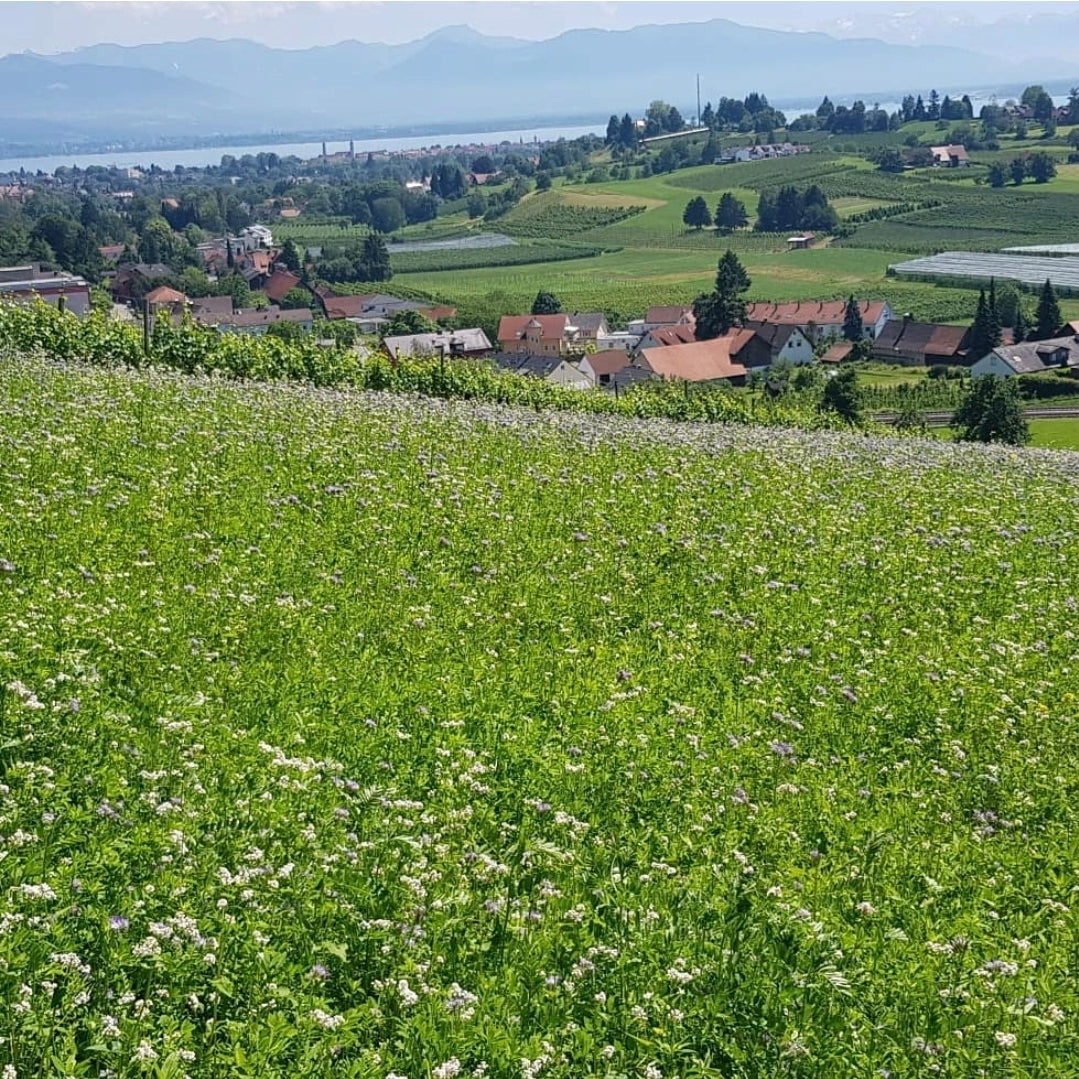 Kraut & Wein - "Aromenreich" Wein, trifft Wildkräuter