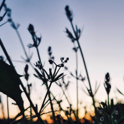 Kraut & Wein - "Aromenreich" Wein, trifft Wildkräuter