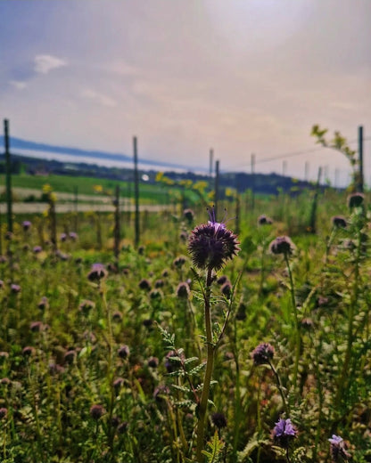 Kraut & Wein - "Aromenreich" Wein, trifft Wildkräuter