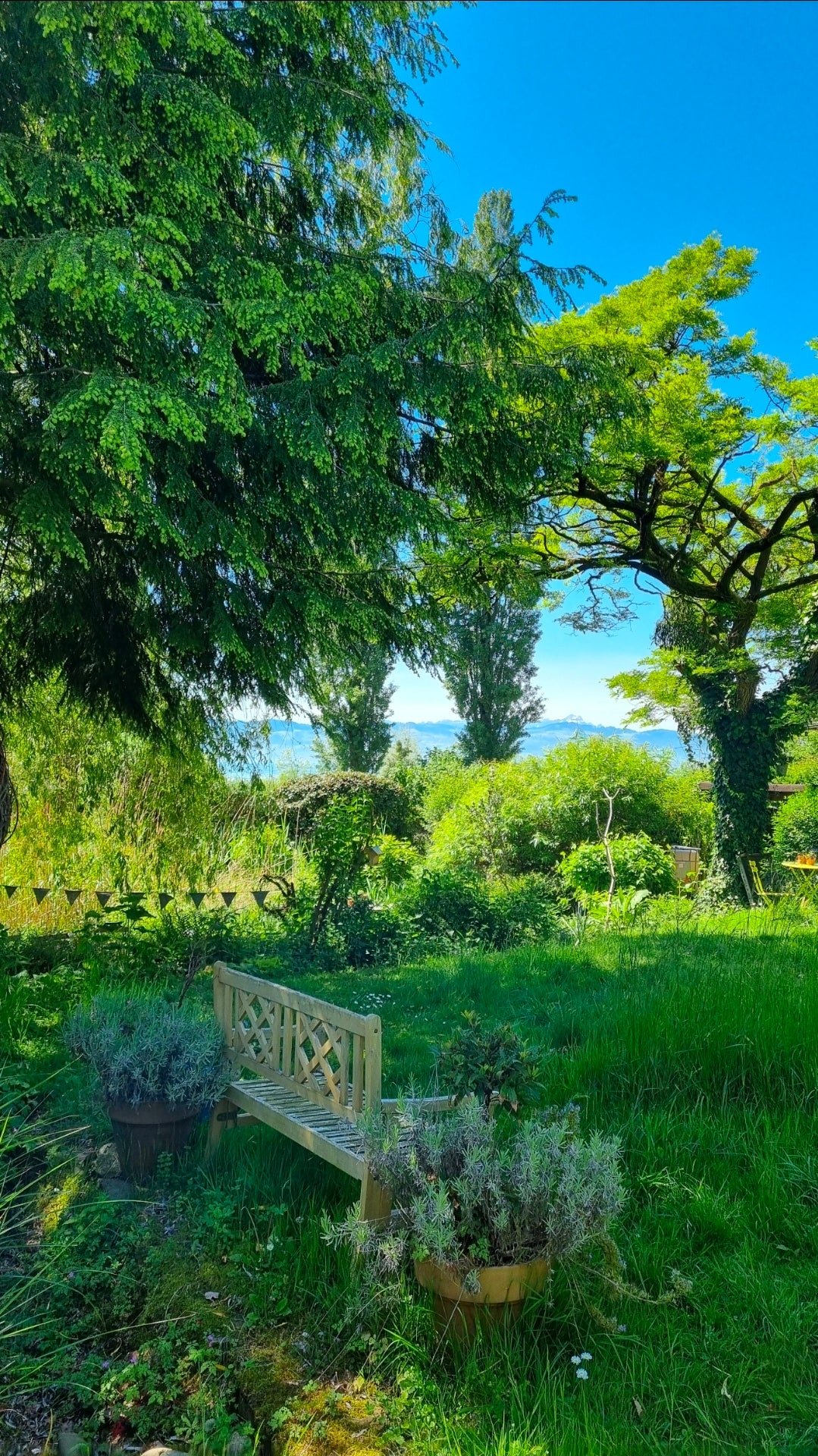 Die Essenz  der Pflanzen- Destillieren & selbstgemachte Naturkosmetik