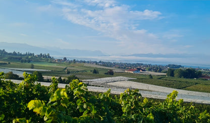 Kraut & Wein - "Aromenreich" Wein, trifft Wildkräuter