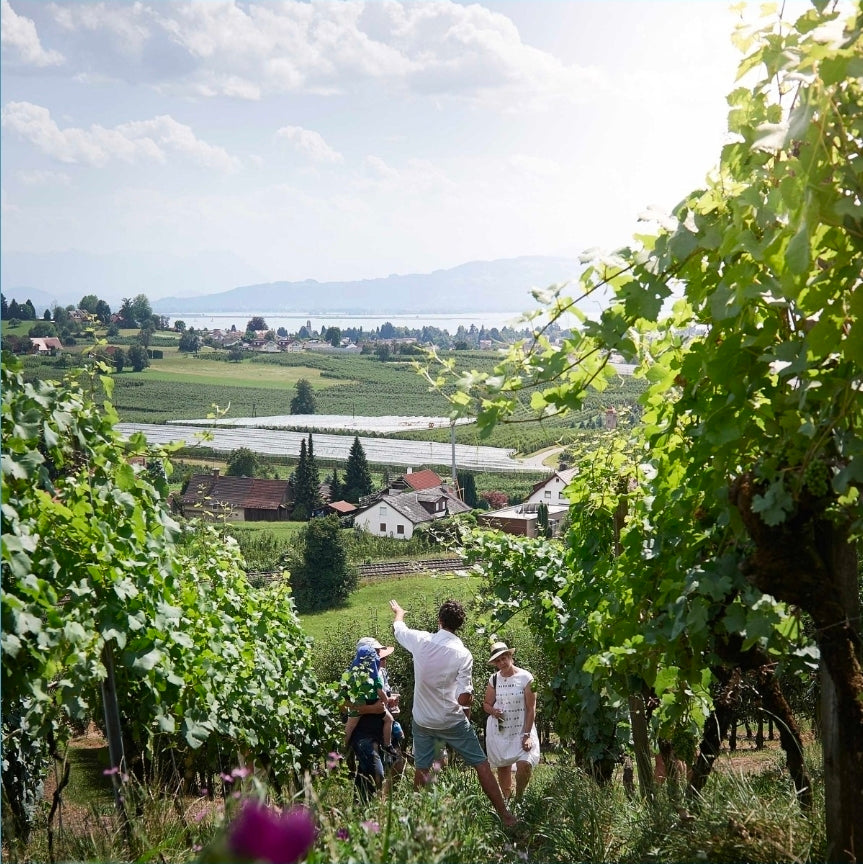 Kraut & Wein - "Aromenreich" Wein, trifft Wildkräuter