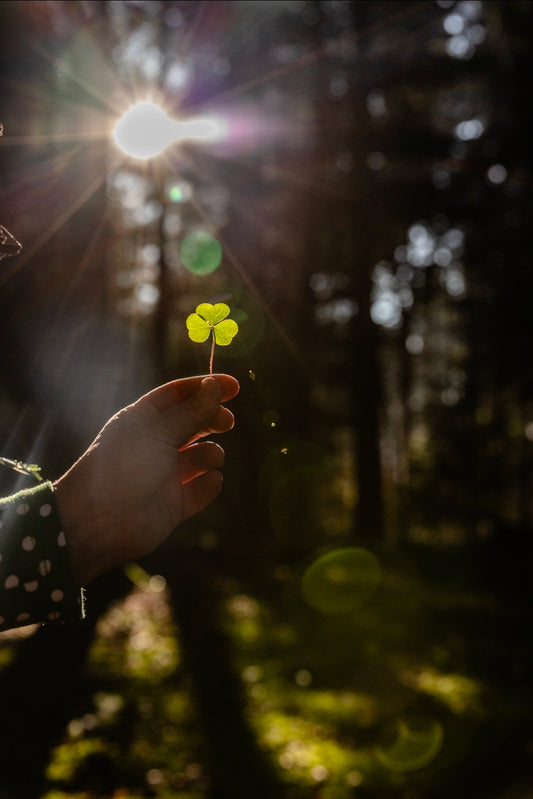 Kräutertag- die Kraft des Waldes. Heilsame Nadelbäume, wilde Waldküche & Waldapotheke